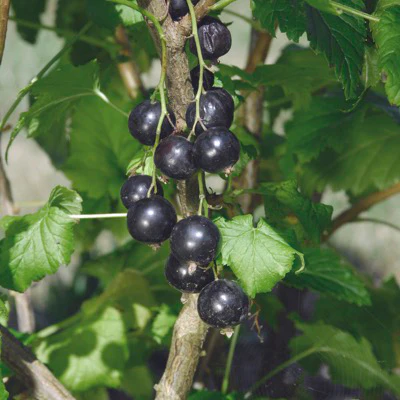 SWEDISH BLACK