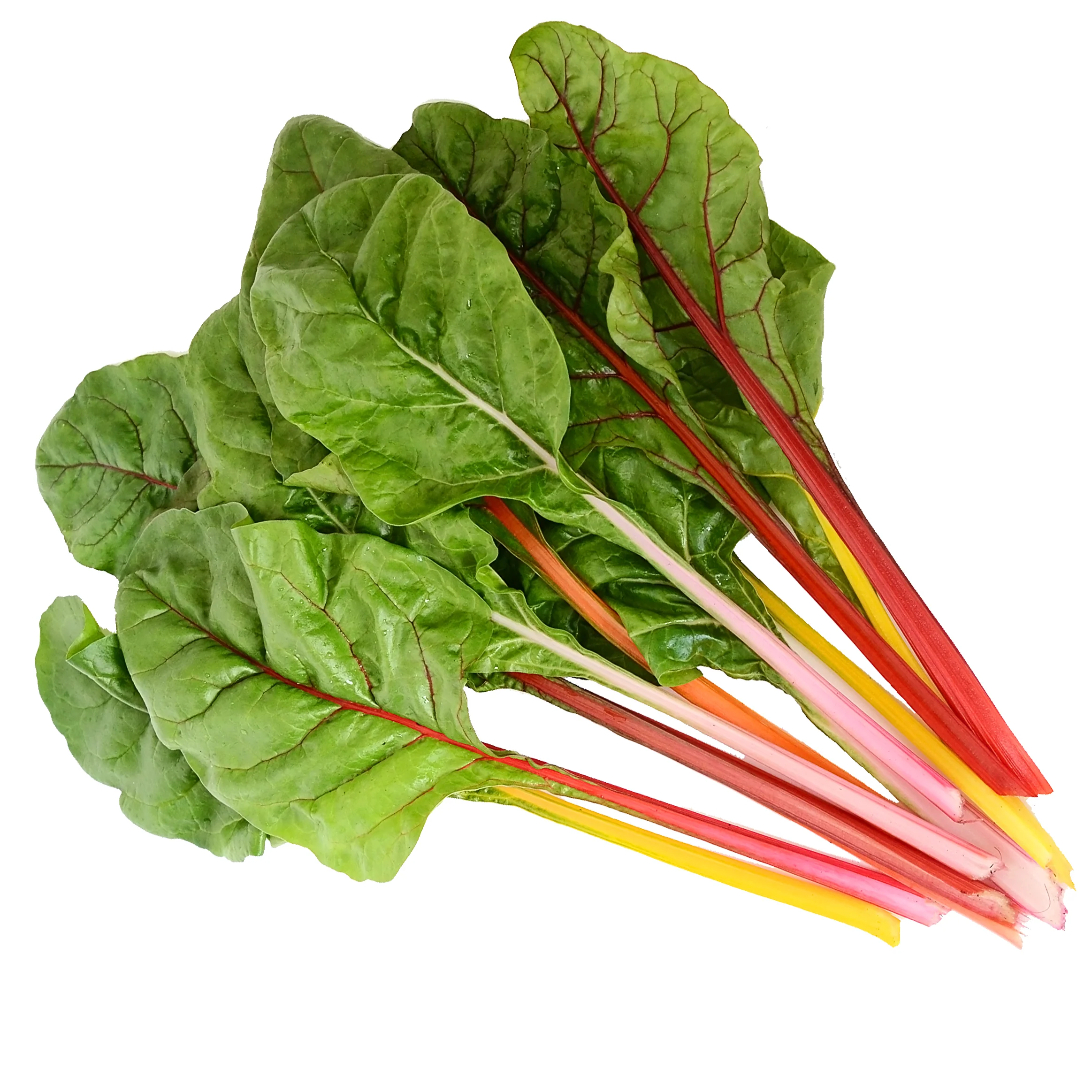FIVE COLOR SILVERBEET