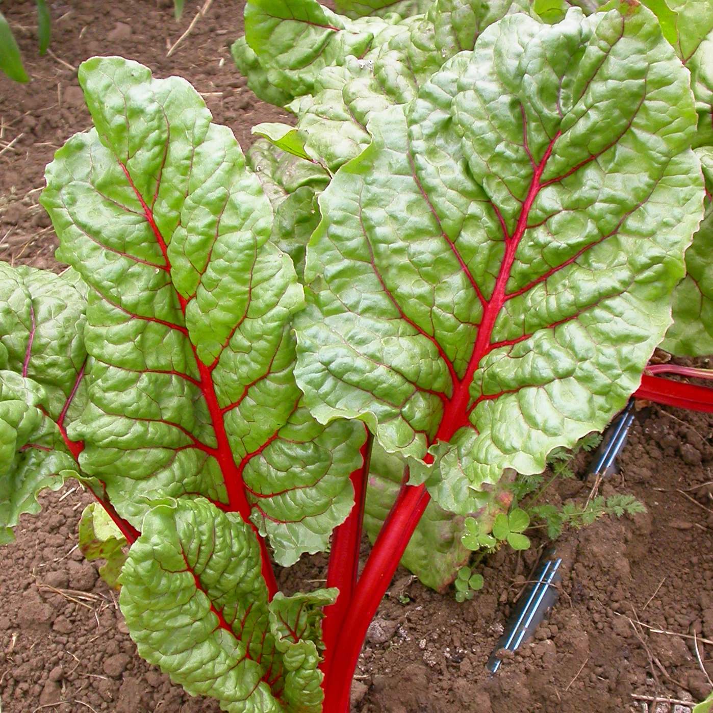 RHUBARB SWISS CHARD