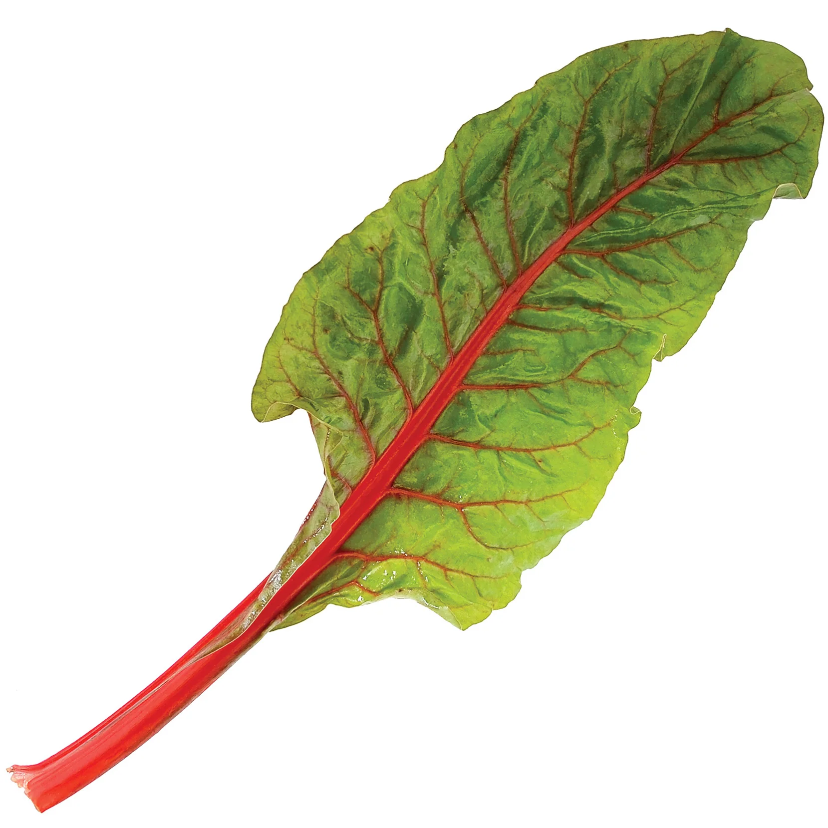 RHUBARB SWISS CHARD - Image 2