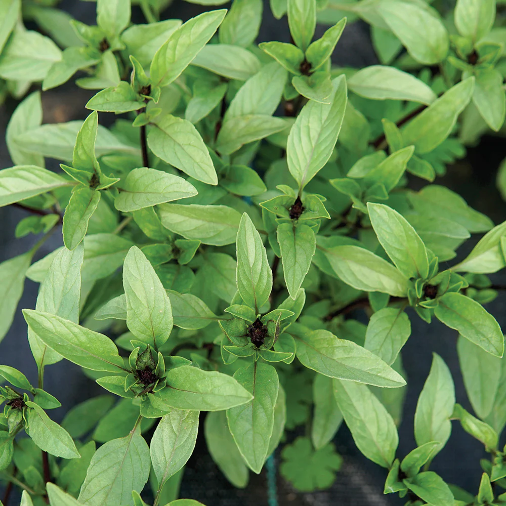 THAI BASIL