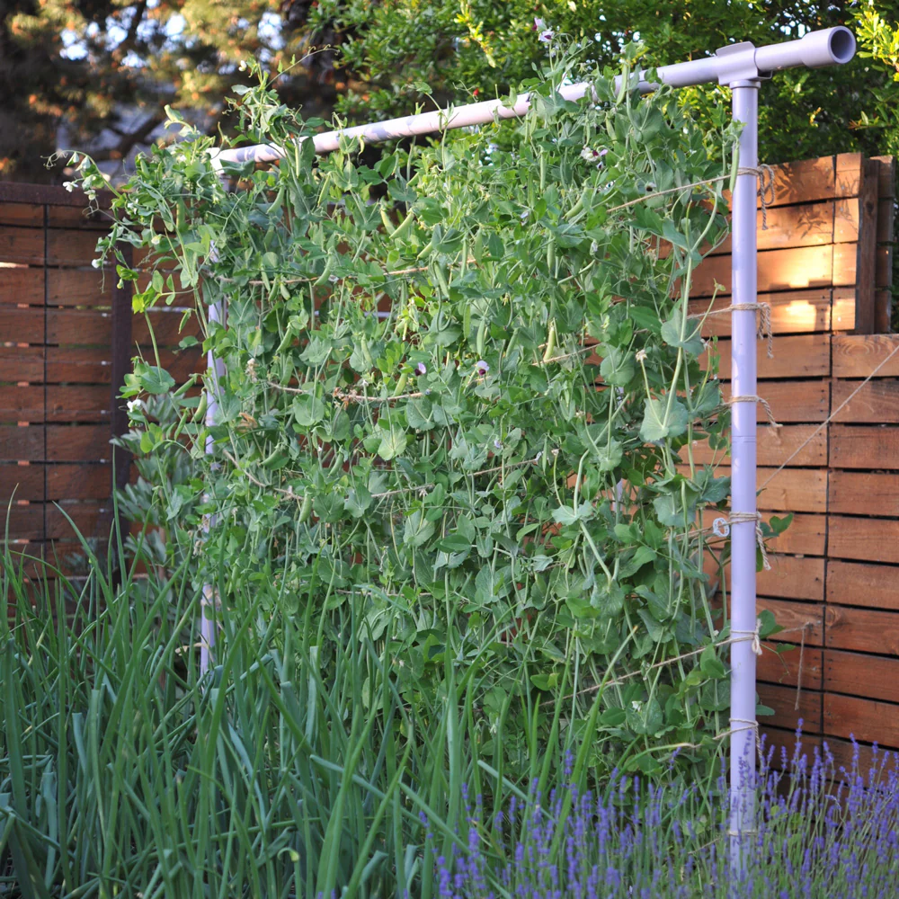 THE FREYR TRELLIS - Image 2