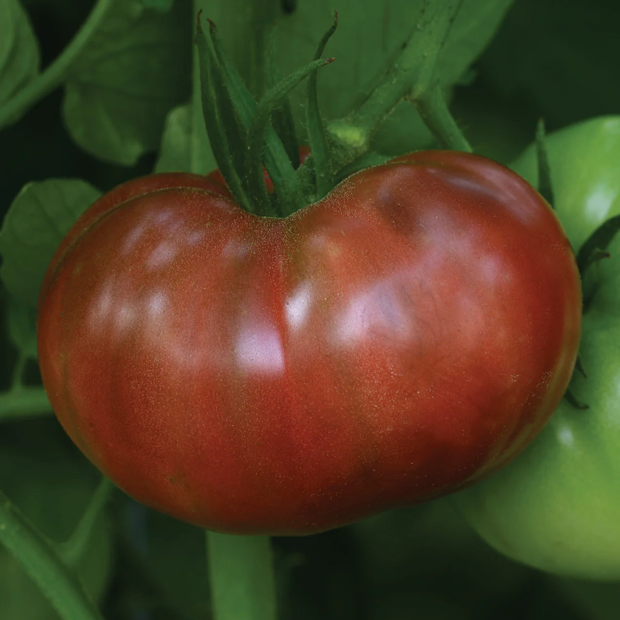 HEIRLOOM MARRIAGE⢠CHEROKEE CARBON - Image 2