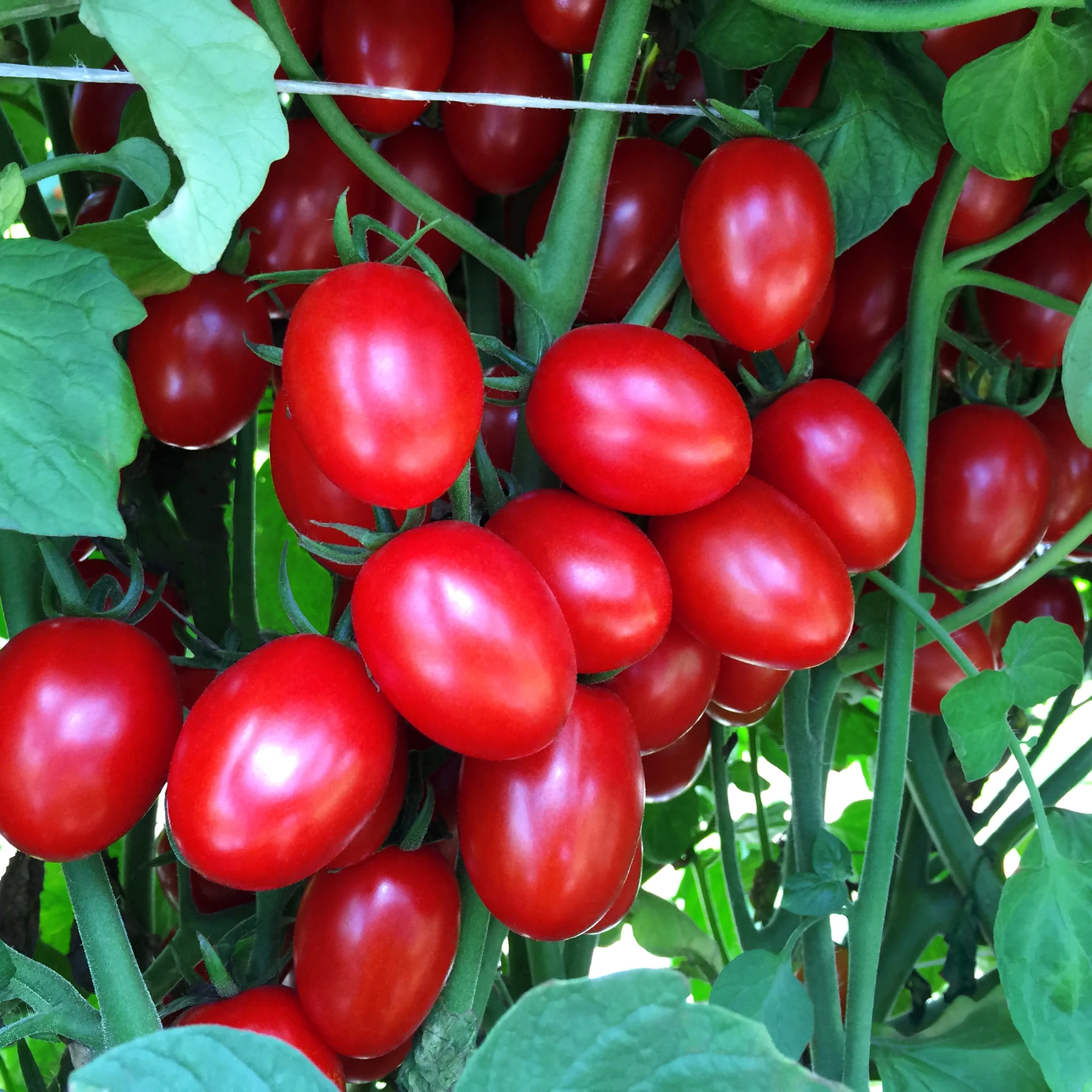 RUBY CRUSH