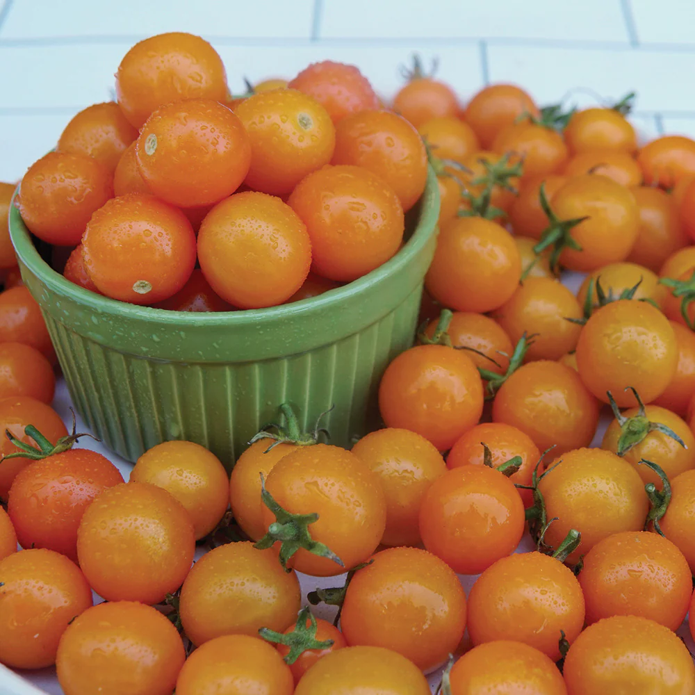 SUNGOLD