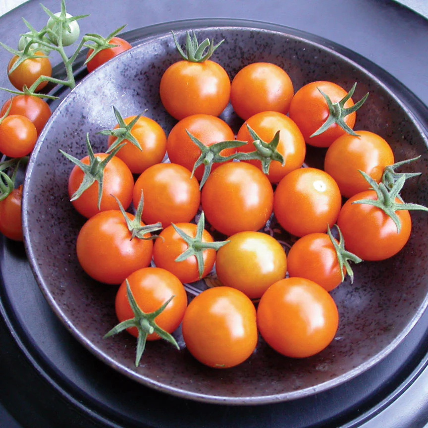 SUNGOLD - Image 2