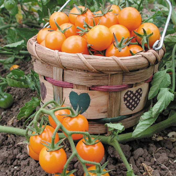 SUNGOLD - Image 3