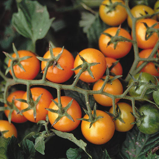 SUNGOLD - Image 4