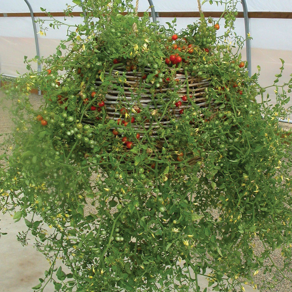 SWEET PEA - Image 2