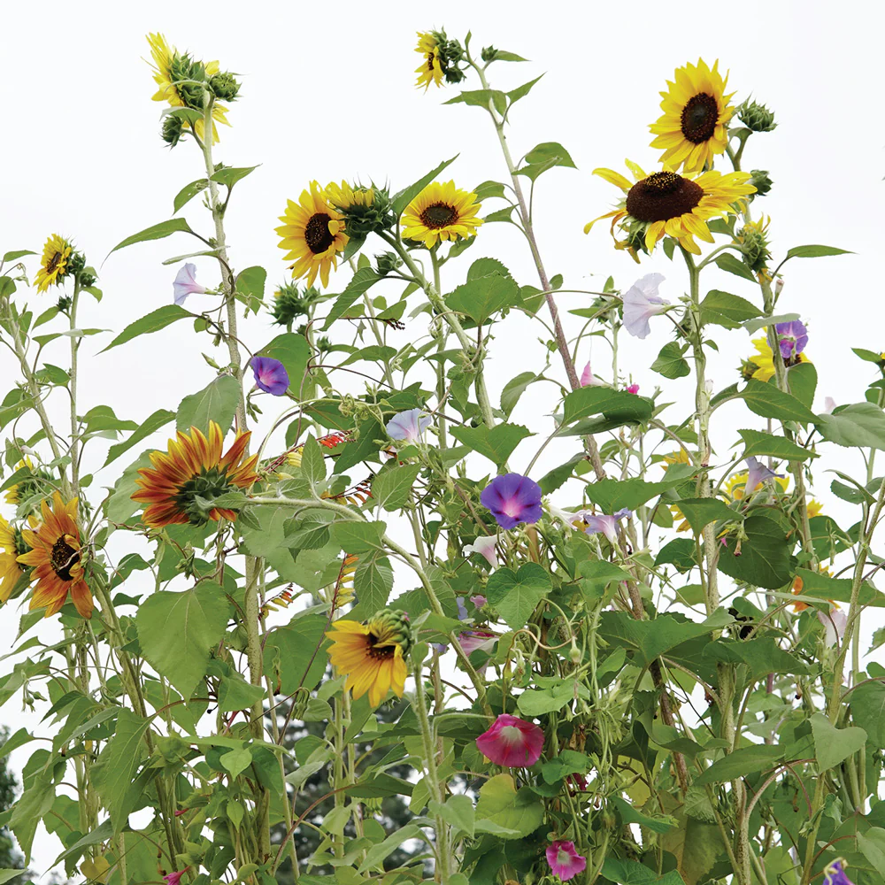 TOWERS OF FLOWERS