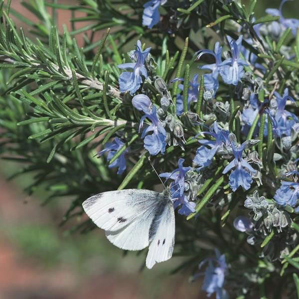 TUSCAN BLUE - Image 2