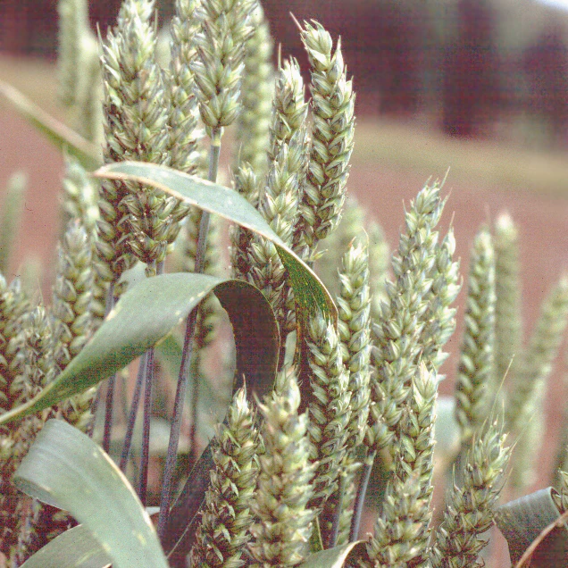 WINTER WHEAT