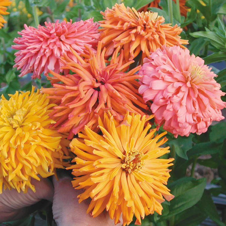 GIANT CACTUS DOUBLE MIX