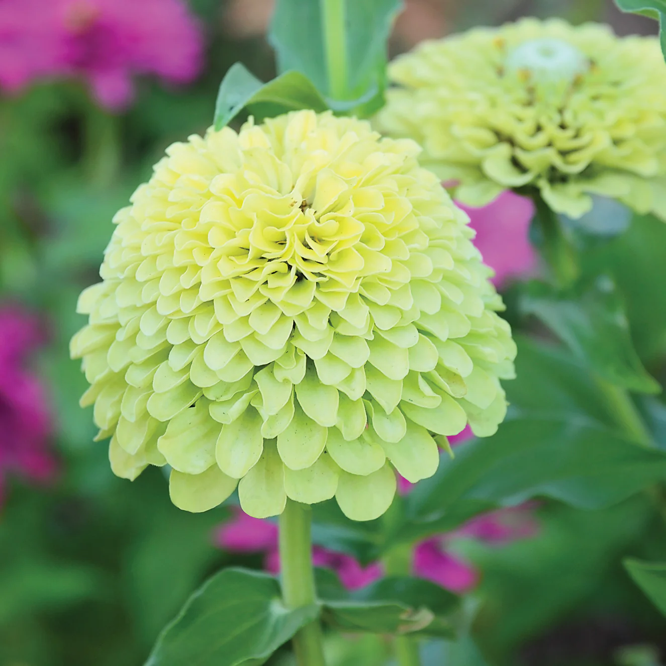 QUEEN LIME GREEN