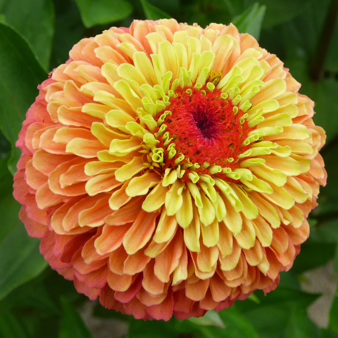 QUEEN LIME ORANGE - Image 2