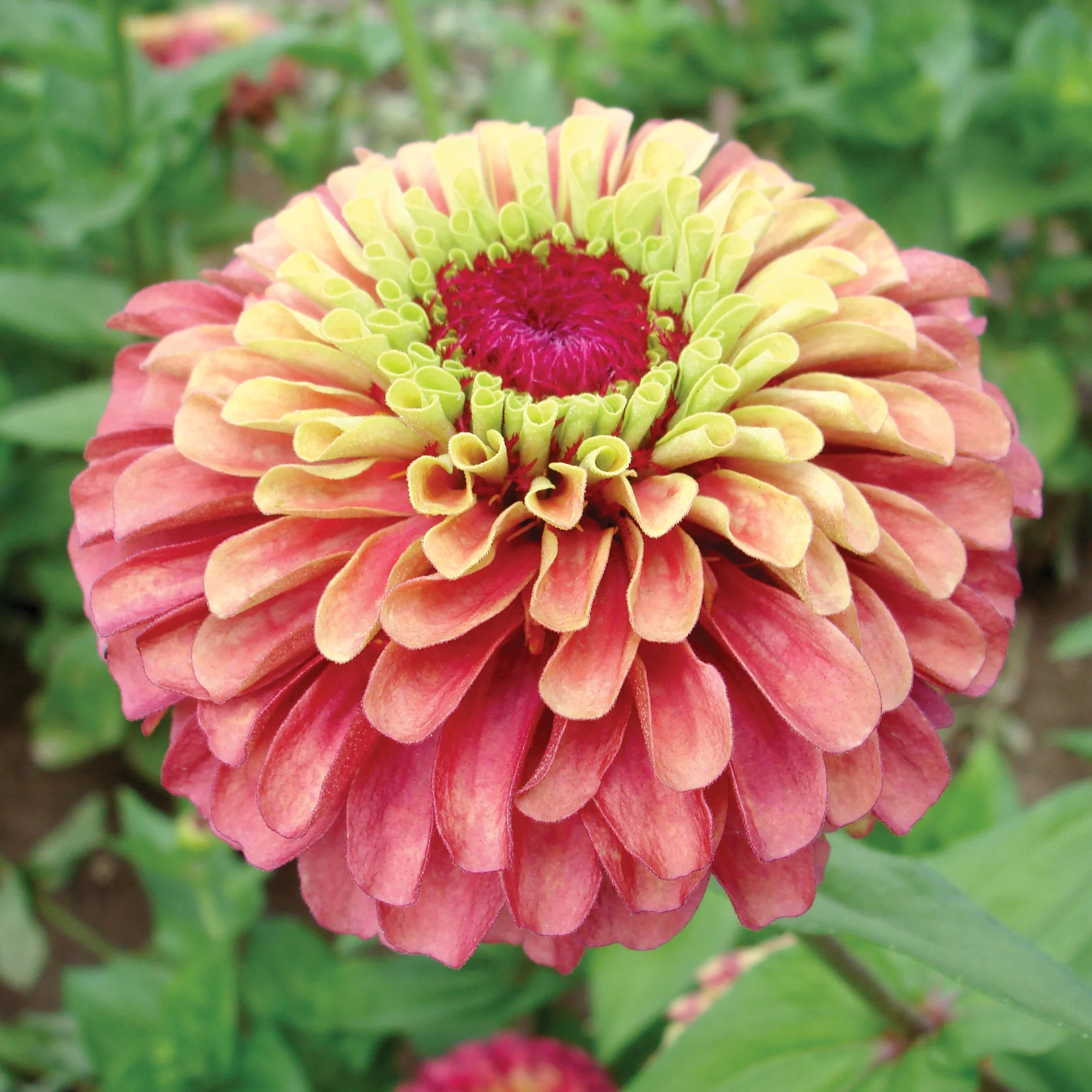 QUEEN RED LIME - Image 2