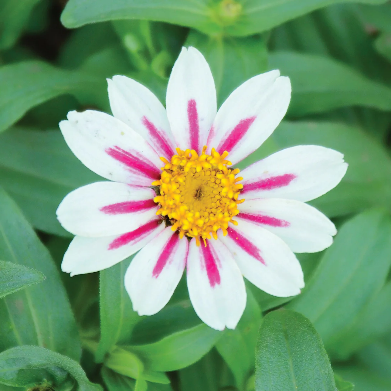 ZAHARA STARLIGHT ROSE