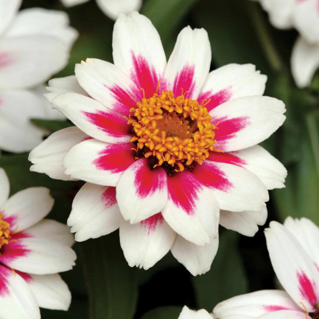 ZAHARA STARLIGHT ROSE - Image 2